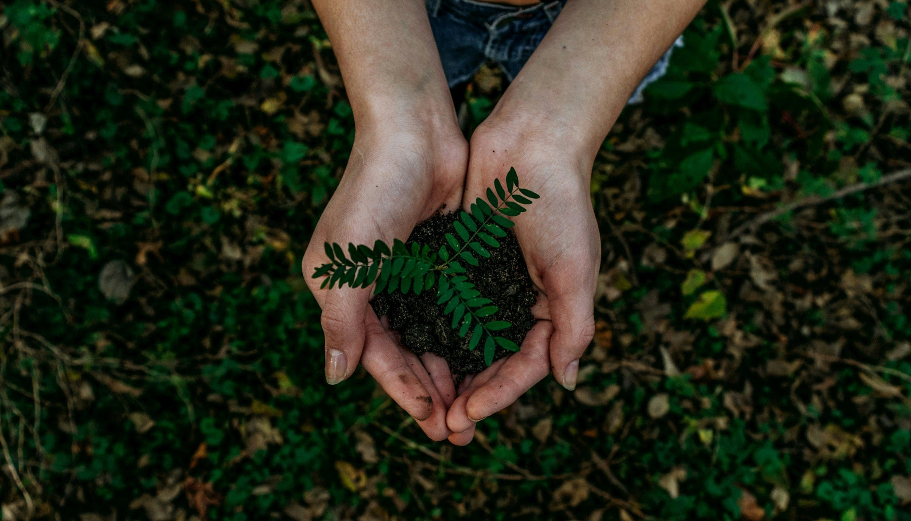 Person holding plant in hand